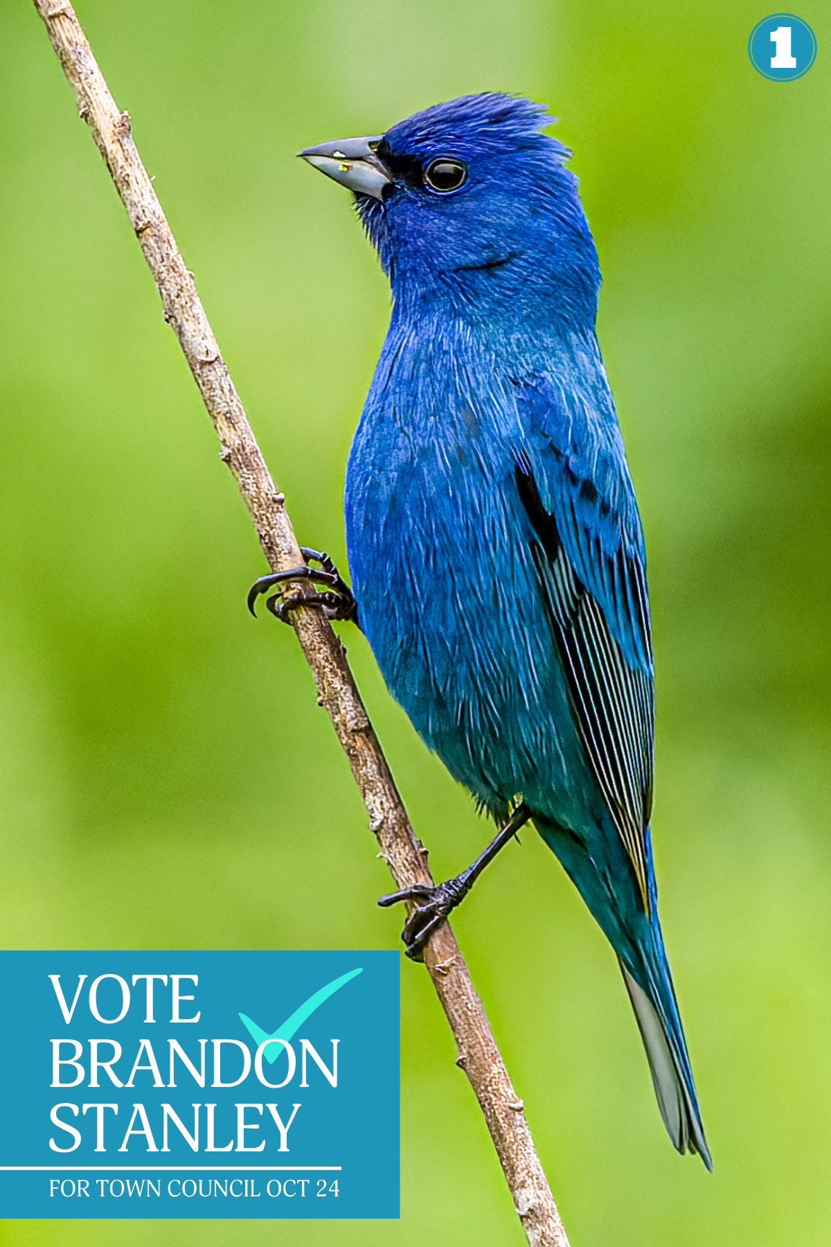 Steve Biro - Bird 1 - Indigo Bunting