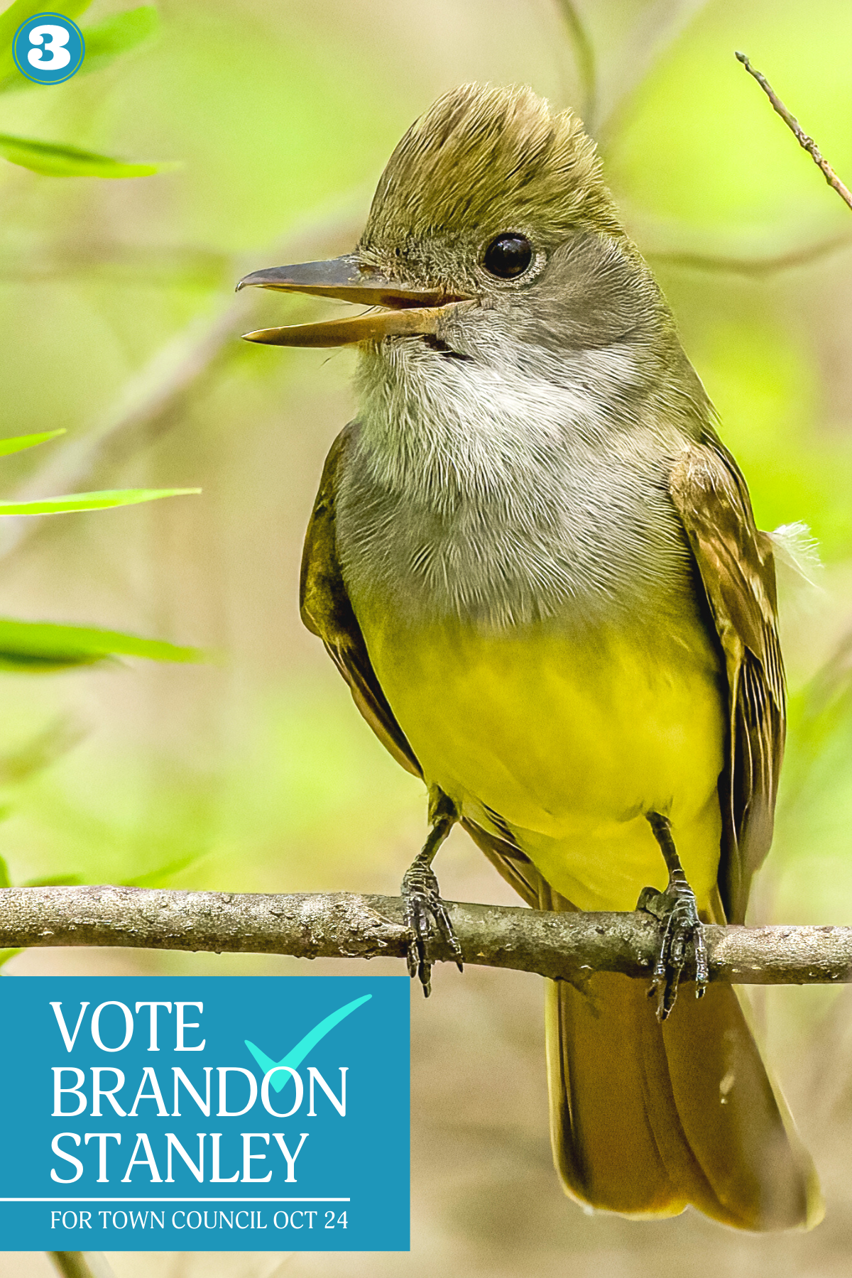 Steve Biro - Bird 3 - Flycatcher