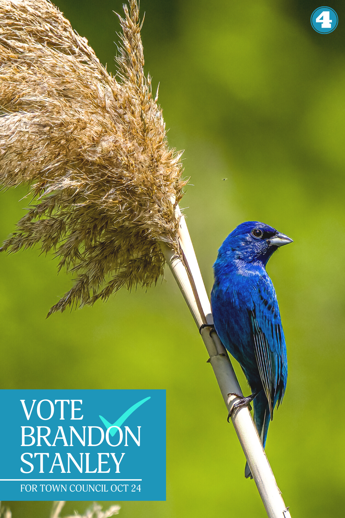 Steve Biro - Bird 4 - Indigo Bunting