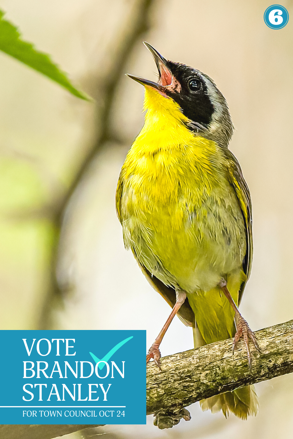 Steve Biro - Bird 6 - Yellowthroat